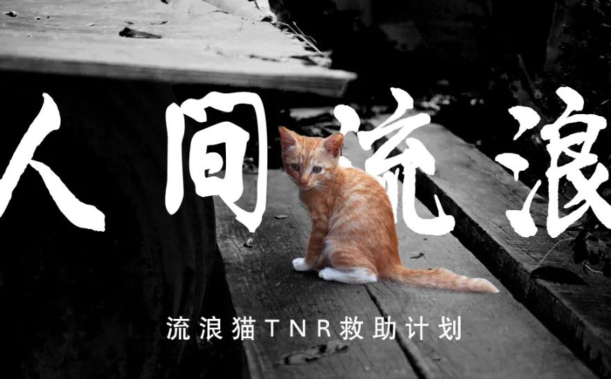 小区里有流浪猫你会帮它们吗,小区内流浪猫问题怎么解决